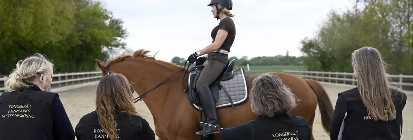 kongeriget hest forsikring