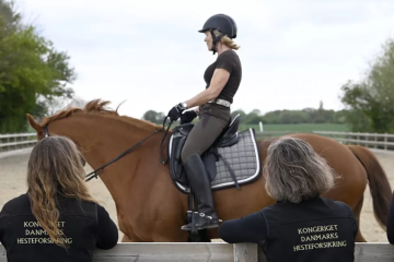 kongeriget hest forsikring