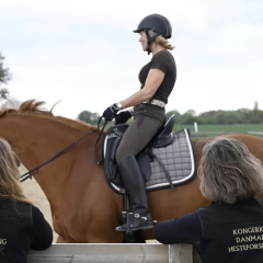 kongeriget hest forsikring